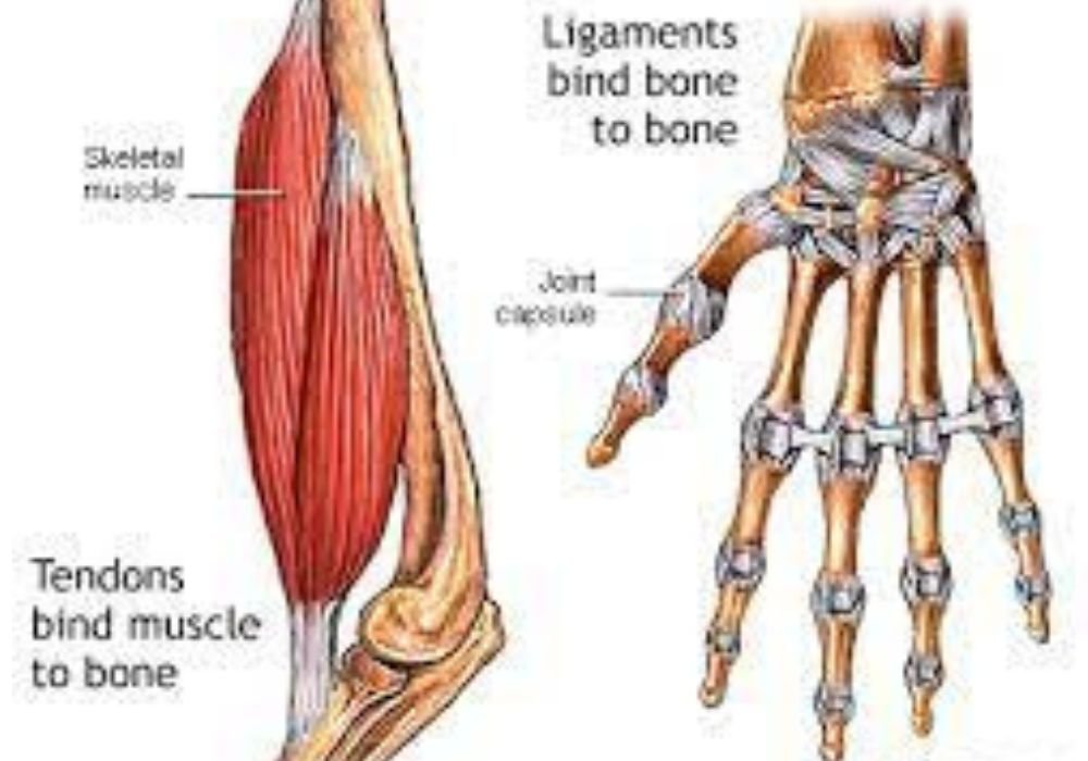 Overstretched muscle , tendon and ligament 