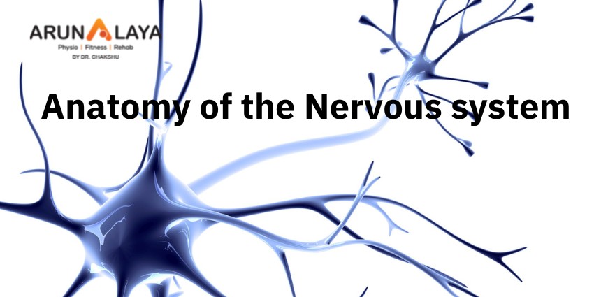 Anatomy of the Nervous system