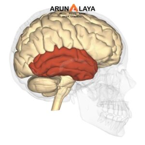 Klüver-Bucy Syndrome Treatment