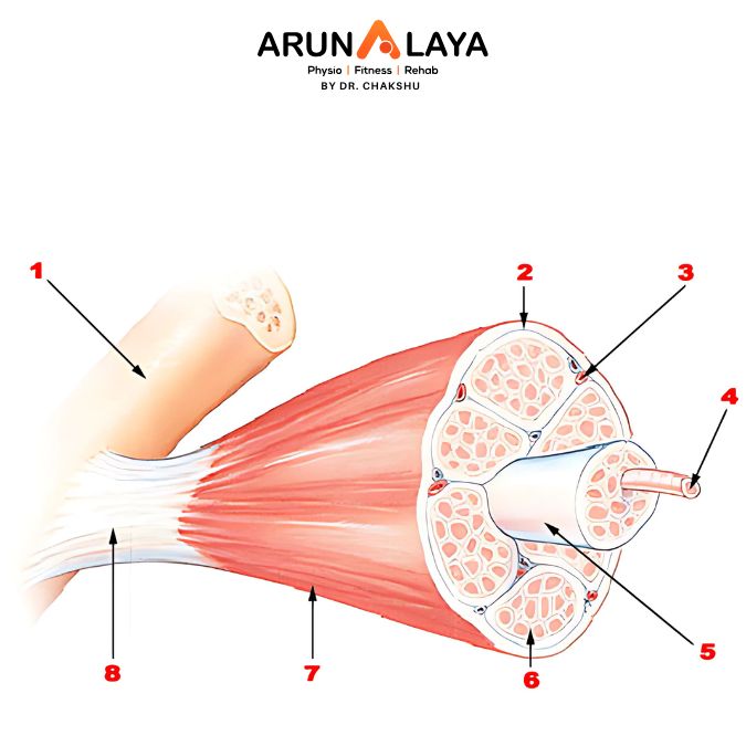 micro trauma treatment and cure