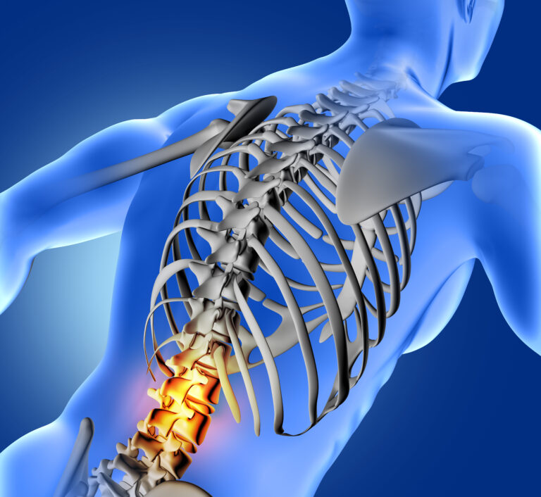 The Spinal Cord: The Body’s Information Highway